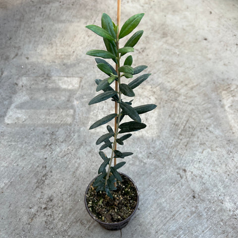 Olea europaea 'Arbequina' (Olivier)