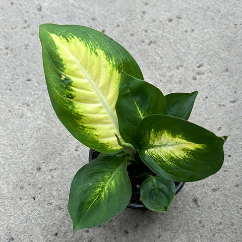 dieffenbachia marianne care Dieffenbachia 'Tropic marianne' – Serres Lavoie