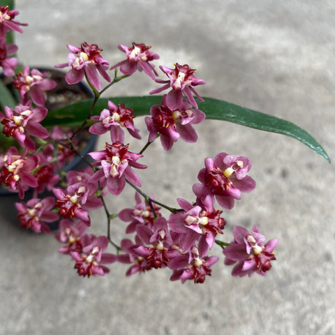 Oncidium misaki twinkle 'CT-red fantasy'