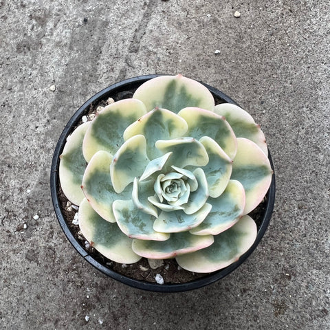 lenore dean succulent Echeveria 'Lenore Dean' | Succulents