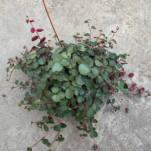 Open image in slideshow, Peperomia 'Ruby Cascade
