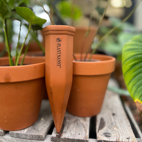 Large terracotta watering stakes