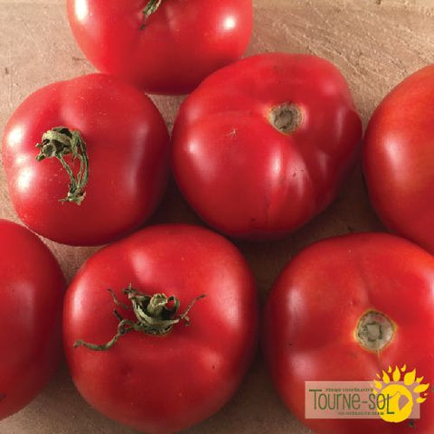 Quebec Red Tomato Seeds #13 *Organic*