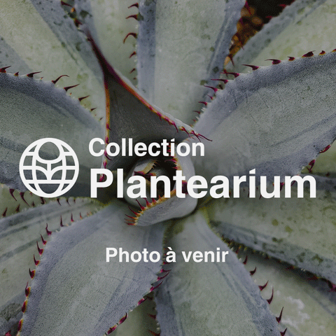 Aeonium goochiae cv. Ballerina f. variegata