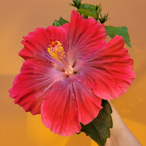 Ouvrir l&#39;image dans le diaporama, Hibiscus rosa-sinensis &#39;Ruby Tuesday&#39;

