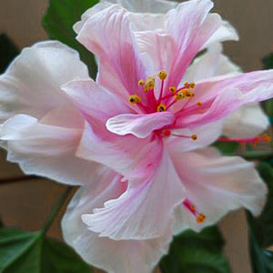 Hibiscus rosa-sinensis 'Pride of Hankins White