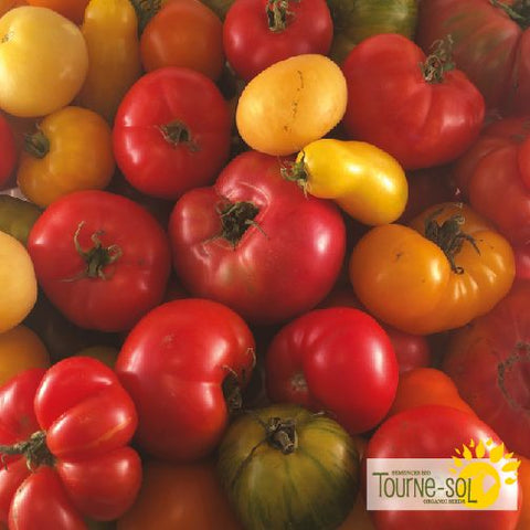Seeds of All Tourne-Sol Tomatoes *Organic*