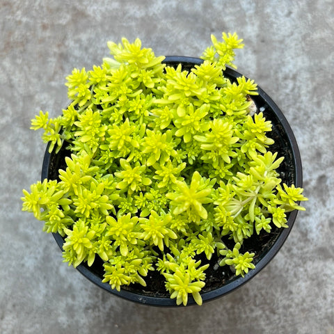 Sedum hispanicum "Aureum"