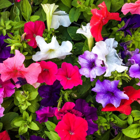 Fordhook Petunia Colour Mix Seeds