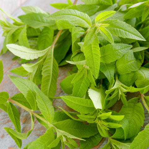 Verbena Lemongrass Fine Herbs