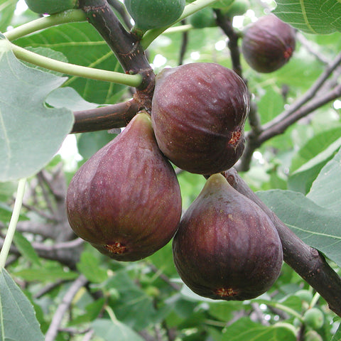 Ficus carica 'Burgundy Violet'