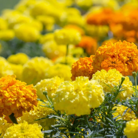 Tagetes colourful mix climax