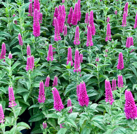 Veronica Pink Potion Vivaces