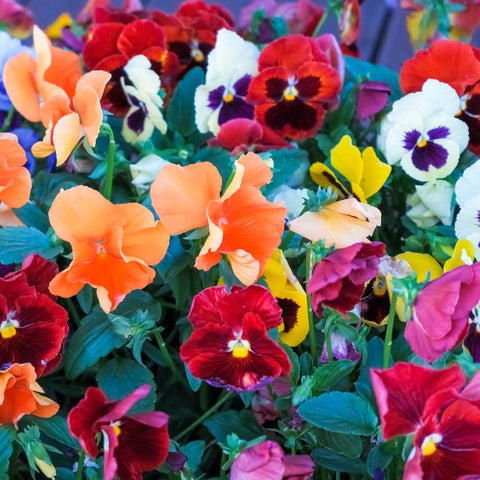Pansy seed colour mix Trimardeau