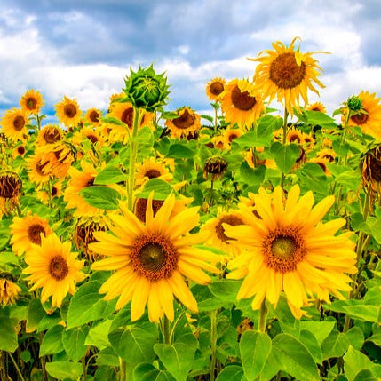 Sunflower seeds sun spot