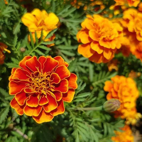 Tagetes seed, superior colour mix