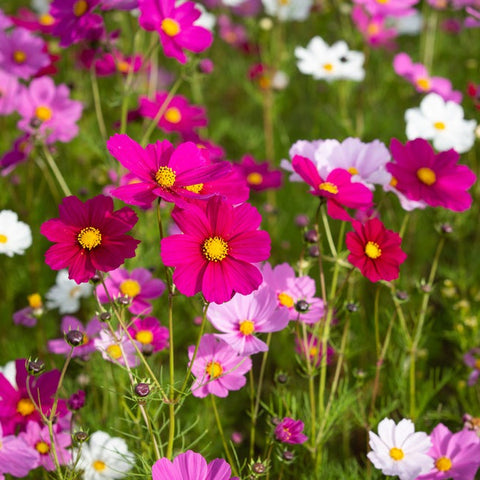 Cosmos seed mix colourful sensation