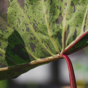 Colocasia esculenta 'Mojito'