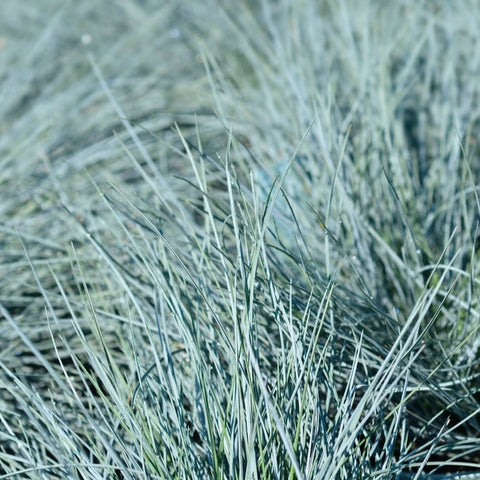 Blue Fescue Ornamental Grass