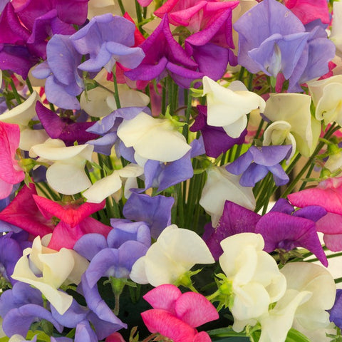 Sweet Pea Seed Colour Mix Mammoth