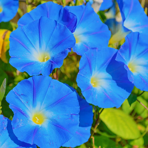 Azure Blue Morning Glory Seeds