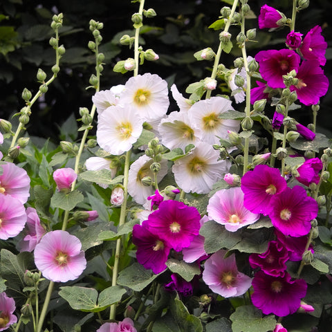 Hollyhock seeds colorful mix country romance