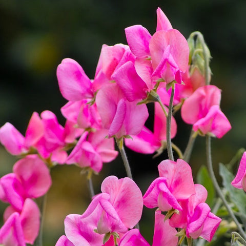 Sweet Pea Seeds Summer Love Colourful Mix