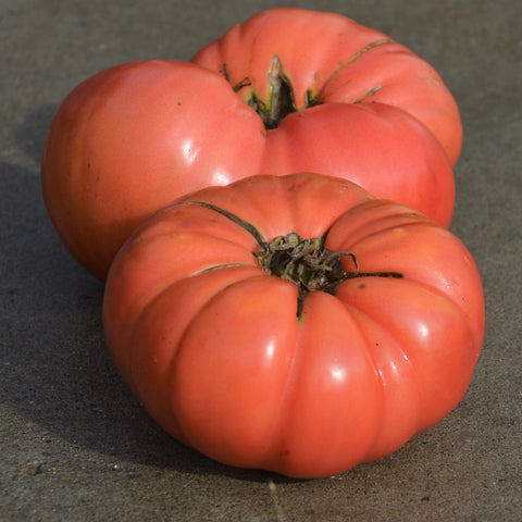 organic Dester beefsteak tomato