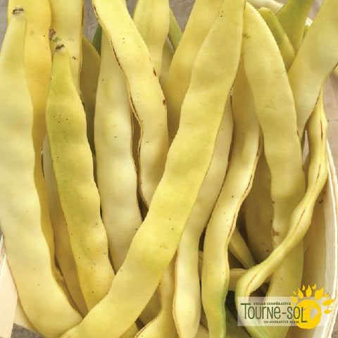 Gold Marie Yellow Climbing Bean Seeds *Organic*