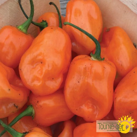 Hot Orange Habanero Pepper Seeds *Organic*